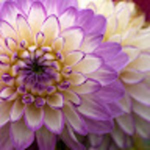 Meet your Posher, Tanya